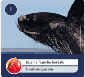 Face de la carte