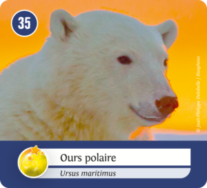 Face de la carte
