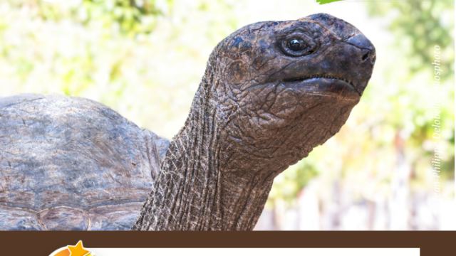 Tortue_-_record
