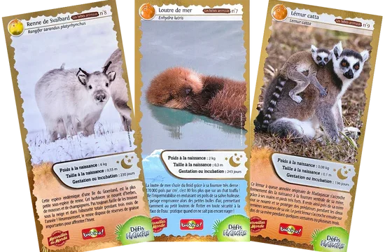 cartes_collector_n3_550x