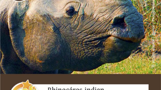 rhinoceros-indien