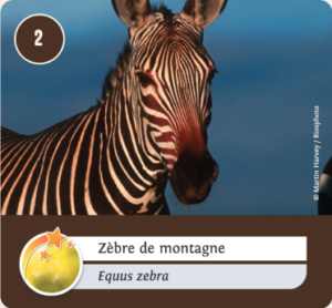Face de la carte