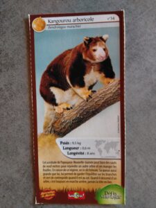 34 – Kangourou arboricole