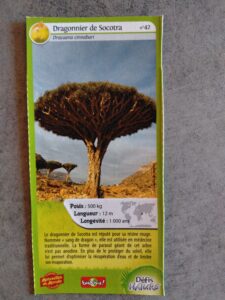 42 – Dragonnier de Socotra