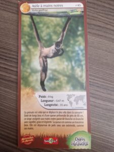 45 – Atèle à mains noires
