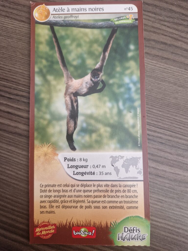 Face de la carte