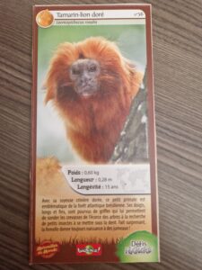 56 – Tamarin-Lion Doré