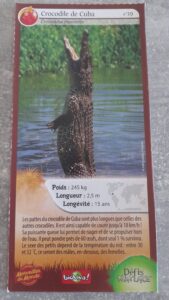 39 – Crocodile de Cuba