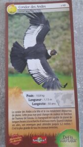 41 – Condor des Andes