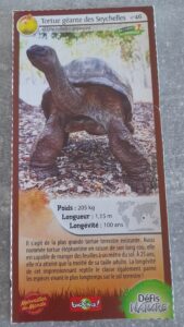 46 – Tortue géante des Seychelles