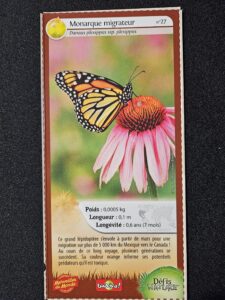 27 – Monarque migrateur