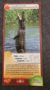 39 – Crocodile de Cuba