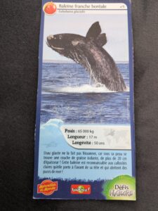 01 – Baleine franche boréale