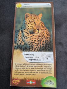37 – Léopard