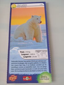 35 – Ours polaire