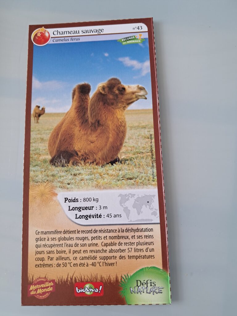 Face de la carte