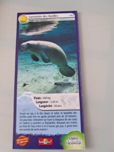 63 – Lamatin des Antilles