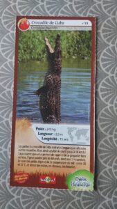 39 – Crocodile de Cuba