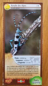 38 – Rosalie des Alpes