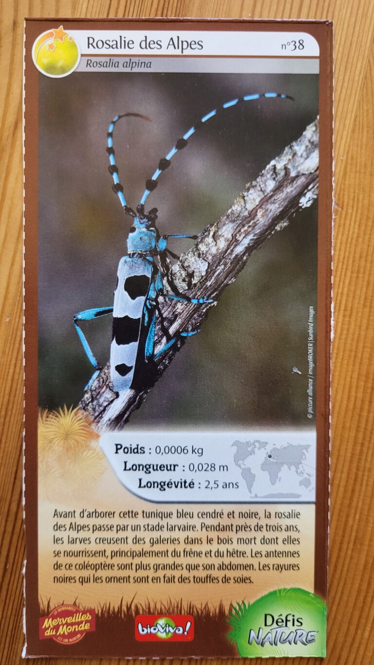 Face de la carte