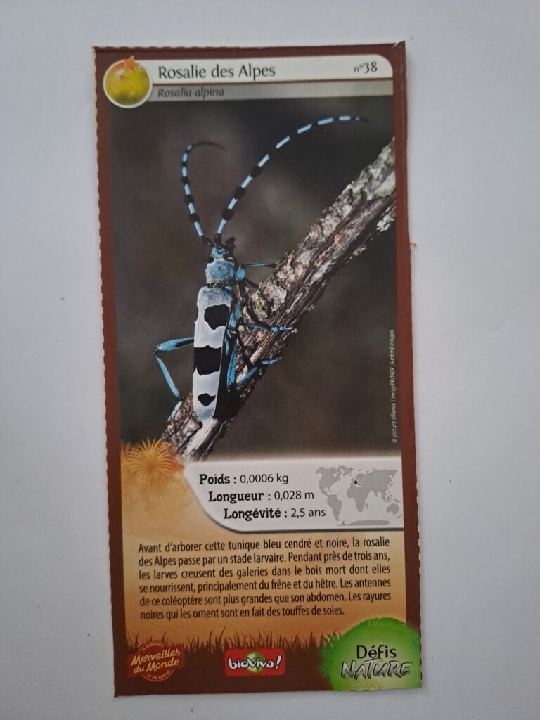 Face de la carte