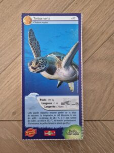 17 – Tortue verte