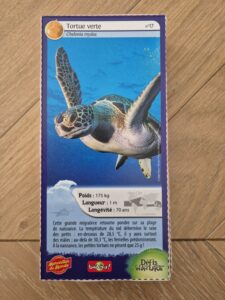 17 – Tortue verte