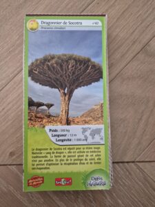 42 – Dragonnier de Socotra