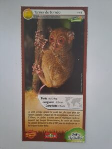 44 – Tarsier de Bornéo