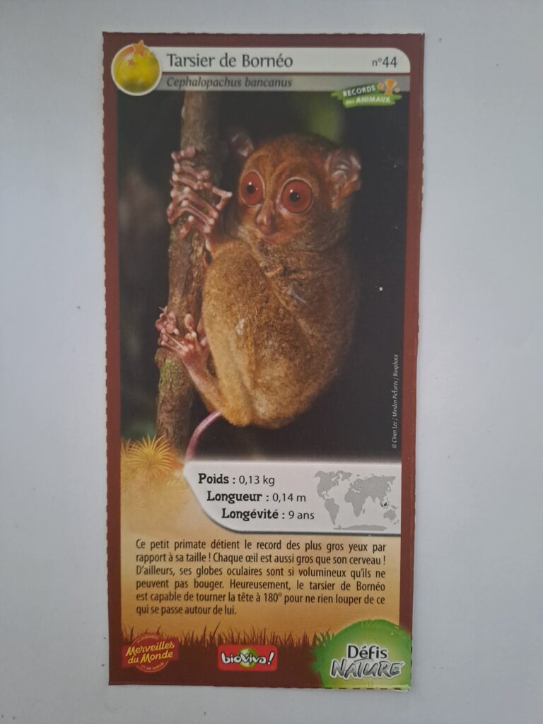 Face de la carte