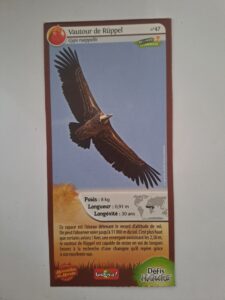 47 – Vautour de Ruppel