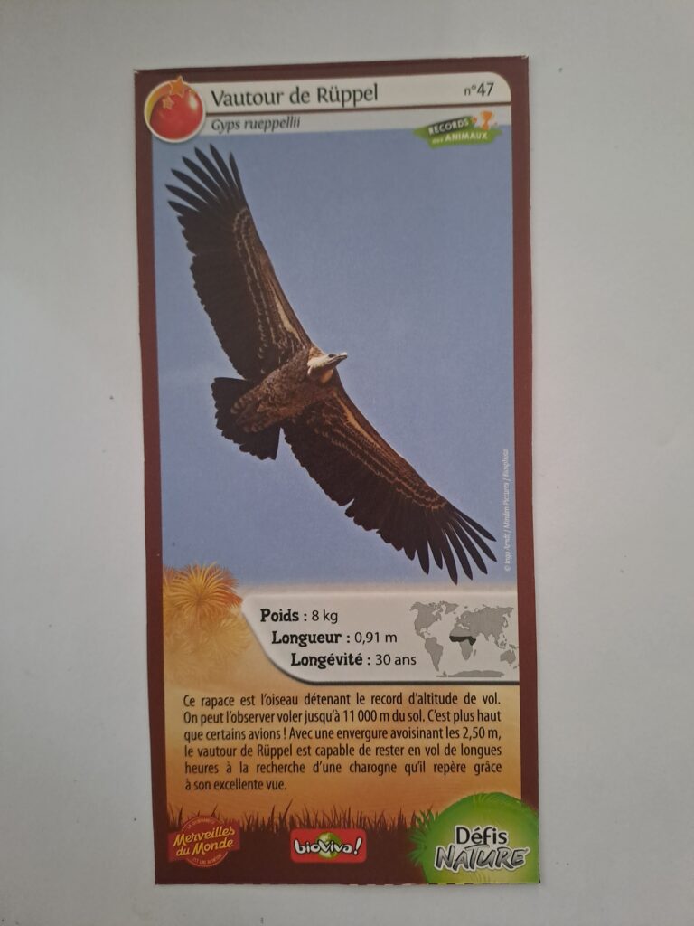 Face de la carte