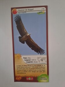 47 – Vautour de Ruppel