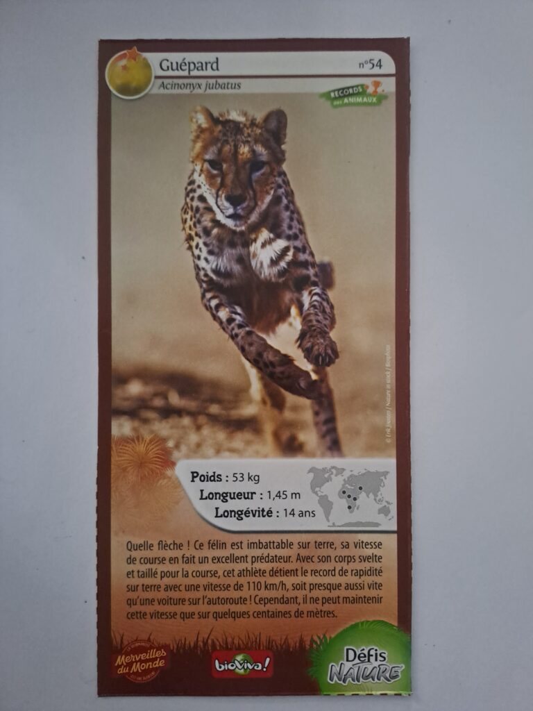 Face de la carte