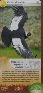 41 – Condor des Andes