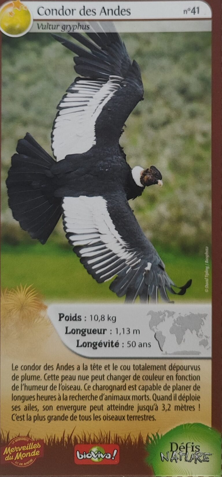 Face de la carte