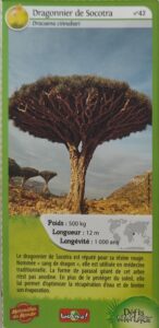 42 – Dragonnier de Socotra