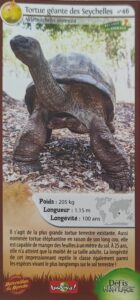 46 – Tortue géante des Seychelles