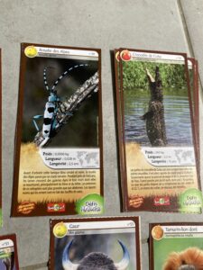 39 – Crocodile de Cuba