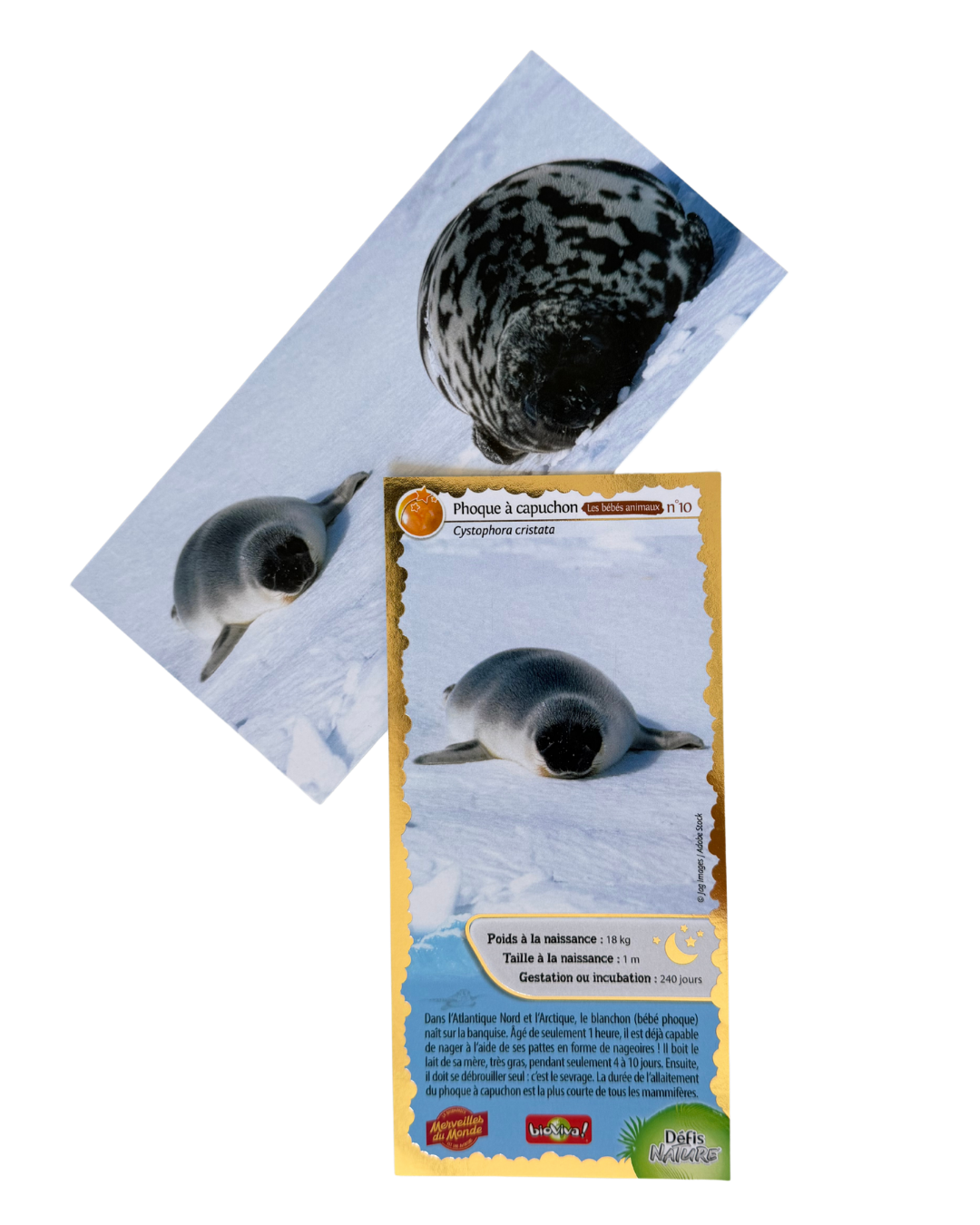 Lot de 3 cartes collector Défis Nature x Merveilles du Monde - série N°4 – Image 3