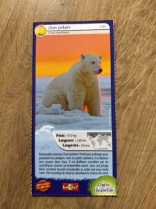 35 – Ours polaire