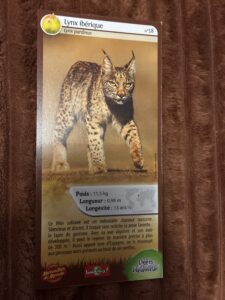58 – Lynx Ibérique