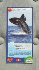 01 – Baleine franche boréale