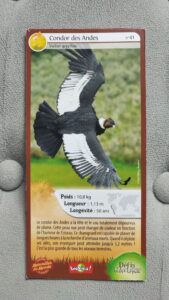41 – Condor des Andes