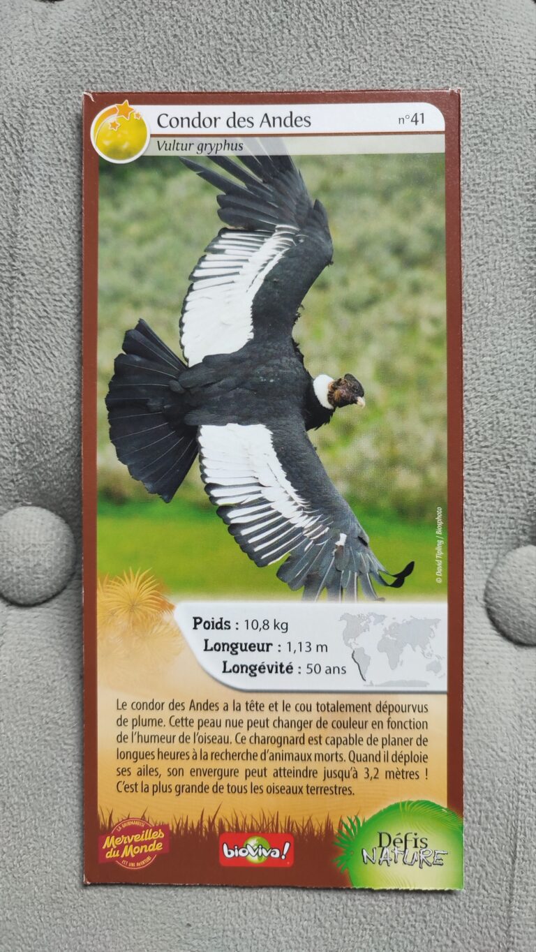 Face de la carte