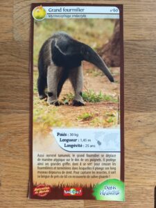 60 – Grand Fourmilier