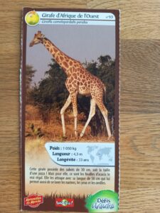 10 – Girafe d&rsquo;Afrique de l&rsquo;Ouest