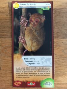 44 – Tarsier de Bornéo