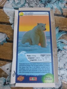 35 – Ours polaire