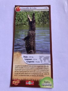 39 – Crocodile de Cuba
